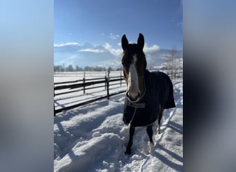 Pony francés de montar a caballo, Caballo castrado, 7 años, 149 cm, Castaño