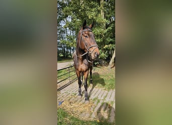 Pony francés de montar a caballo, Caballo castrado, 7 años, 170 cm, Castaño