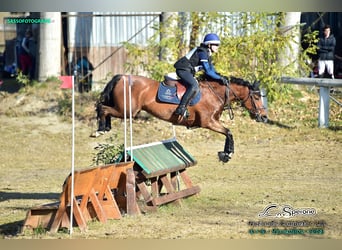 Pony francés de montar a caballo, Caballo castrado, 8 años, 147 cm, Castaño