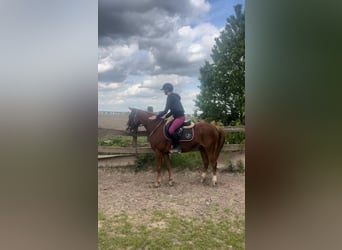 Pony francés de montar a caballo, Caballo castrado, 8 años, 148 cm, Alazán