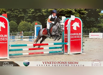 Pony francés de montar a caballo Mestizo, Caballo castrado, 9 años, 120 cm, Tordo