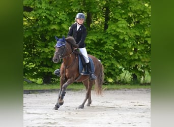 Pony francés de montar a caballo, Caballo castrado, 9 años, 133 cm, Alazán-tostado