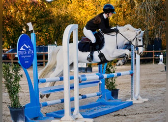 Pony francés de montar a caballo, Caballo castrado, 9 años, 145 cm, Palomino