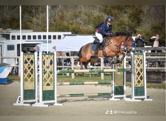 Pony francés de montar a caballo, Caballo castrado, 9 años, 148 cm, Castaño