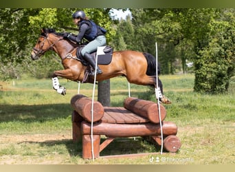 Pony francés de montar a caballo, Caballo castrado, 9 años, 148 cm, Castaño