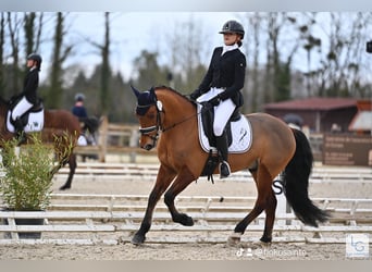 Pony francés de montar a caballo, Caballo castrado, 9 años, 148 cm, Castaño