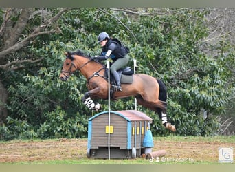 Pony francés de montar a caballo, Caballo castrado, 9 años, 148 cm, Castaño