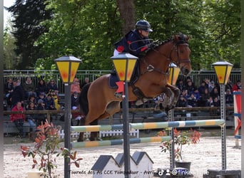 Pony francés de montar a caballo, Caballo castrado, 9 años, 148 cm, Castaño