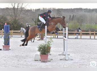 Pony francés de montar a caballo, Caballo castrado, 9 años, 148 cm, Castaño