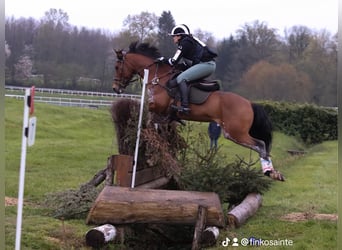 Pony francés de montar a caballo, Caballo castrado, 9 años, 148 cm, Castaño