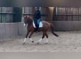 Pony francés de montar a caballo, Caballo castrado, 9 años, 149 cm, Alazán