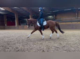 Pony francés de montar a caballo, Caballo castrado, 9 años, 149 cm, Alazán