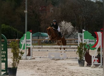 Pony francés de montar a caballo, Caballo castrado, 9 años, 149 cm, Alazán