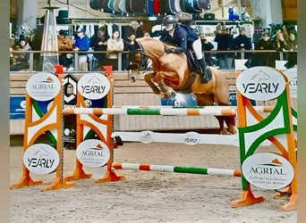 Pony francés de montar a caballo, Caballo castrado, 9 años, 149 cm, Alazán