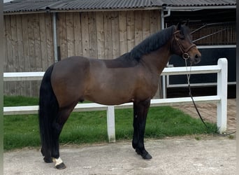 Pony francés de montar a caballo, Semental, 10 años, 145 cm, Morcillo