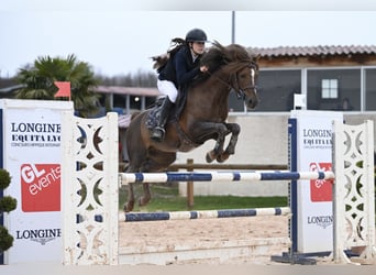 Pony francés de montar a caballo, Semental, 11 años, 147 cm, Alazán-tostado