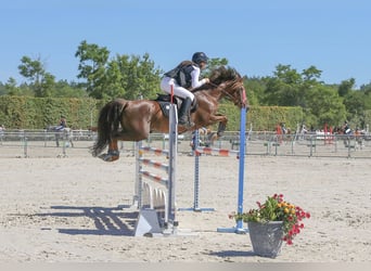 Pony francés de montar a caballo, Semental, 11 años, 147 cm, Alazán-tostado