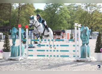 Pony francés de montar a caballo, Semental, 11 años, 149 cm, Tordo