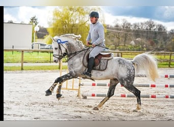 Pony francés de montar a caballo, Semental, 12 años, Tordo