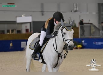 Pony francés de montar a caballo, Semental, 13 años, 148 cm, Tordo