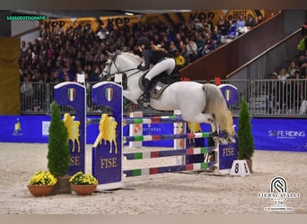 Pony francés de montar a caballo, Semental, 13 años, 148 cm, Tordo
