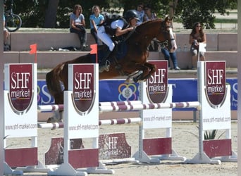 Pony francés de montar a caballo, Semental, 16 años, 146 cm, Alazán-tostado