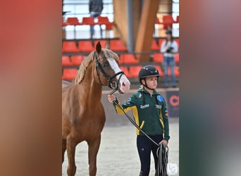 Pony francés de montar a caballo, Semental, 16 años, 146 cm, Alazán-tostado