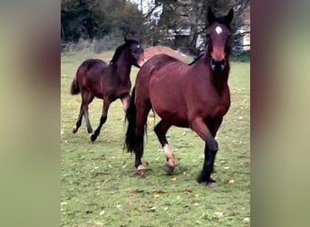 Pony francés de montar a caballo, Semental, 1 año, Castaño
