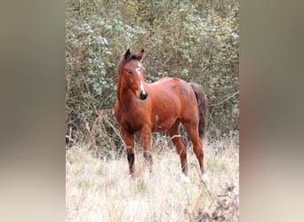 Pony francés de montar a caballo, Semental, 1 año, Castaño
