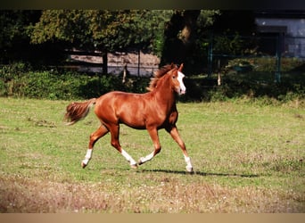 Pony francés de montar a caballo, Semental, 2 años, 143 cm, Alazán