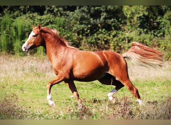 Pony francés de montar a caballo, Semental, 2 años, 143 cm, Alazán