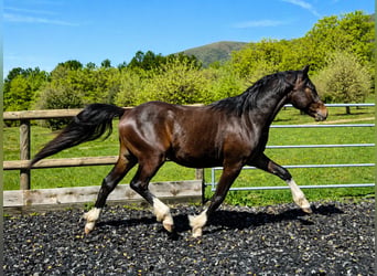 Pony francés de montar a caballo, Semental, 2 años, 145 cm, Castaño oscuro