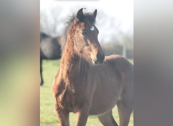 Pony francés de montar a caballo, Semental, 2 años, Castaño