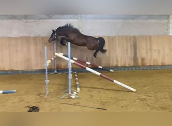 Pony francés de montar a caballo, Semental, 3 años, 142 cm, Castaño