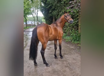 Pony francés de montar a caballo, Semental, 3 años, 144 cm, Castaño