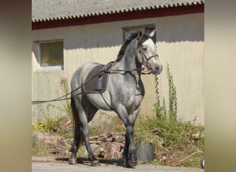 Pony francés de montar a caballo, Semental, 4 años, 153 cm, Tordo