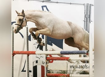 Pony francés de montar a caballo, Semental, 5 años, 145 cm, Palomino