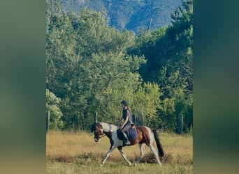 Pony francés de montar a caballo, Semental, 5 años, 148 cm, Tobiano-todas las-capas