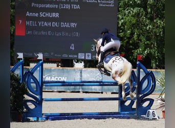 Pony francés de montar a caballo, Semental, 7 años, 149 cm, Atigrado/Moteado