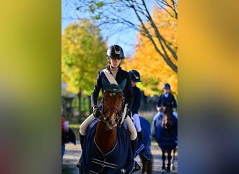 Pony francés de montar a caballo, Semental, 9 años, 147 cm, Castaño rojizo