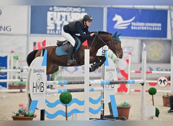 Pony francés de montar a caballo, Semental, 9 años, 147 cm, Castaño rojizo