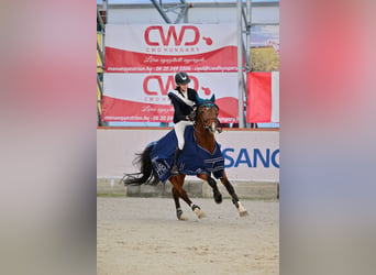 Pony francés de montar a caballo, Semental, 9 años, 147 cm, Castaño rojizo