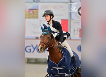 Pony francés de montar a caballo, Semental, 9 años, 147 cm, Castaño rojizo