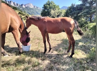 Pony francés de montar a caballo, Semental, Potro (03/2023), 125 cm, Castaño