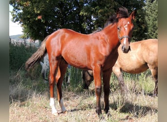 Pony francés de montar a caballo, Semental, Potro (06/2023), Castaño