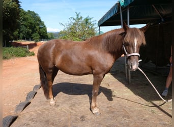 Pony francés de montar a caballo Mestizo, Yegua, 10 años, 130 cm, Alazán