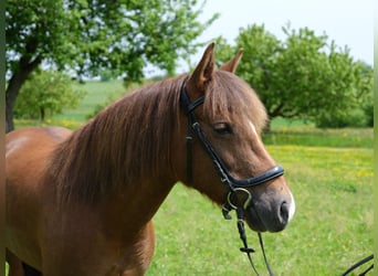 Pony francés de montar a caballo Mestizo, Yegua, 10 años, 130 cm, Alazán