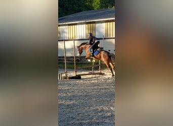 Pony francés de montar a caballo, Yegua, 10 años, 140 cm, Castaño rojizo