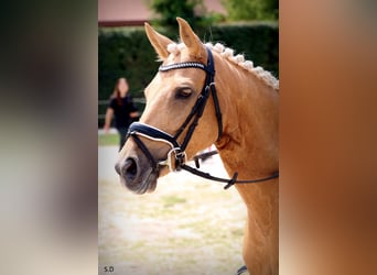 Pony francés de montar a caballo, Yegua, 10 años, 144 cm, Palomino