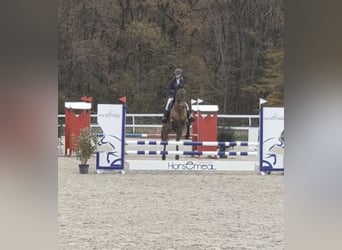 Pony francés de montar a caballo, Yegua, 10 años, 145 cm, Castaño